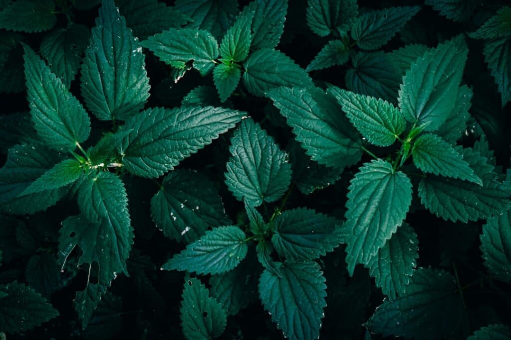 Photo Nettle leaves