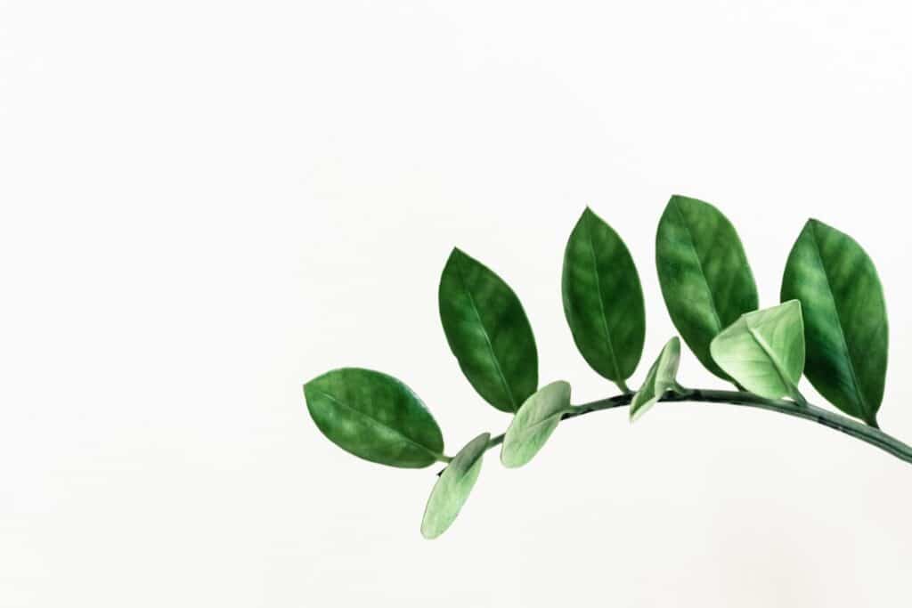 Photo Nettle Leaf Extract