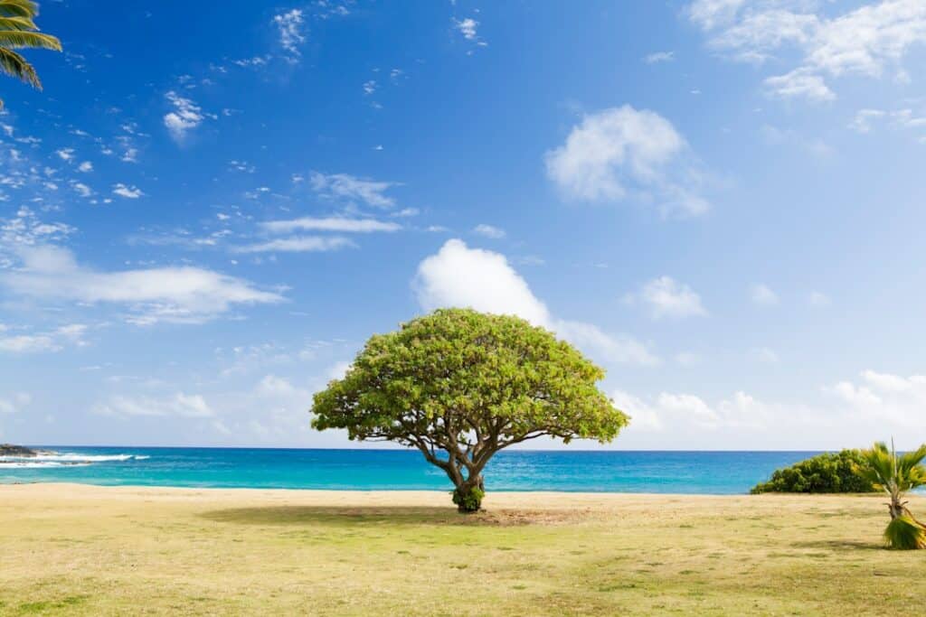 Photo Pygeum tree