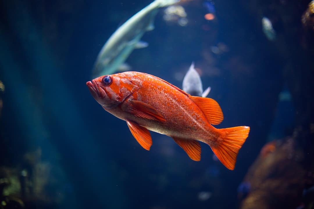 Photo Omega-3 Fish Oil