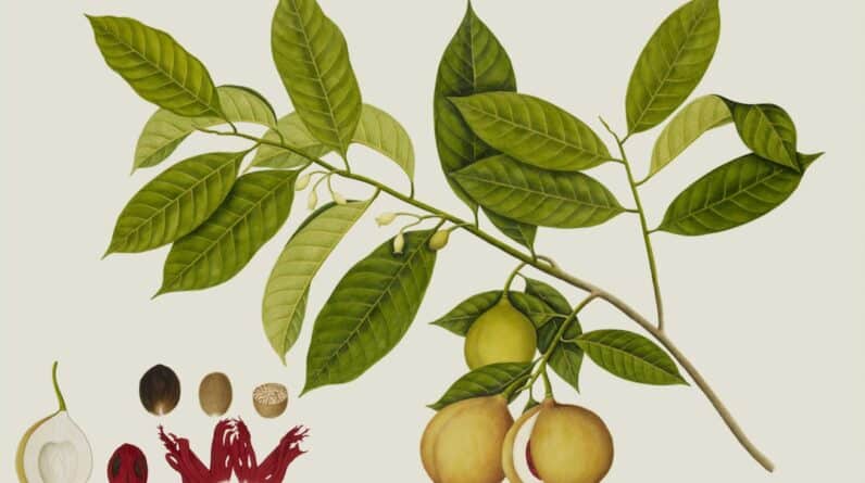 Photo Bladder illustration