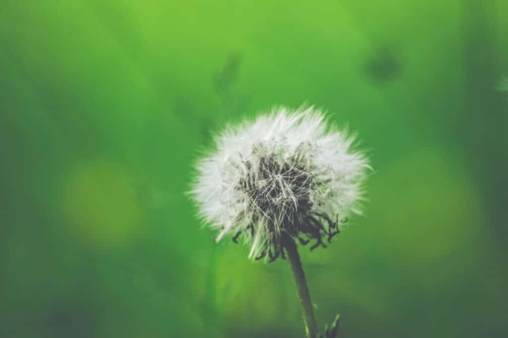 Photo Dandelion root