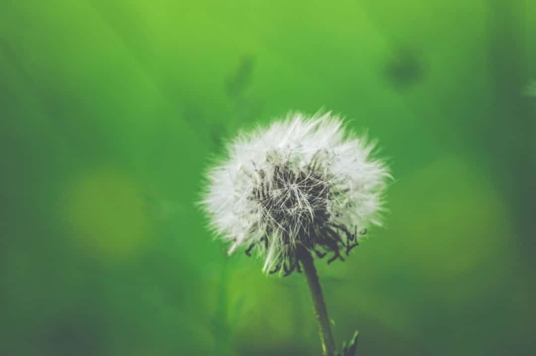 Photo Dandelion root