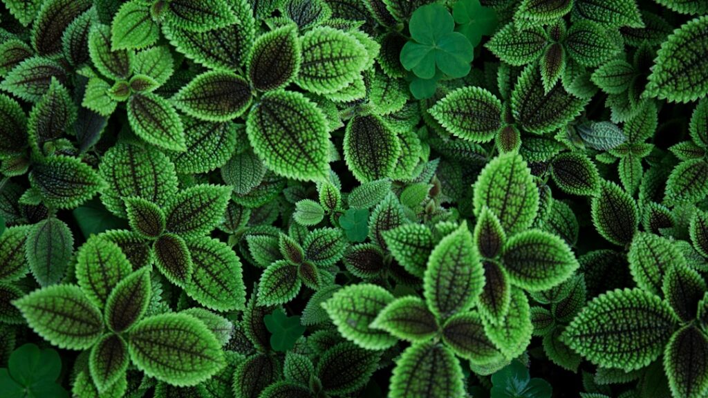 Photo Bacopa Monnieri plant