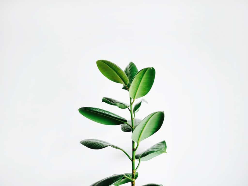 Photo Gotu Kola plant