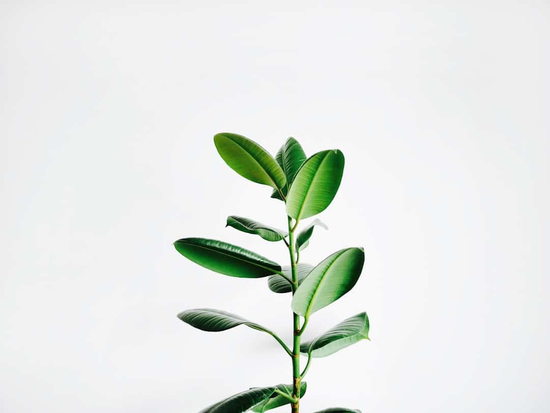 Photo Gotu Kola plant