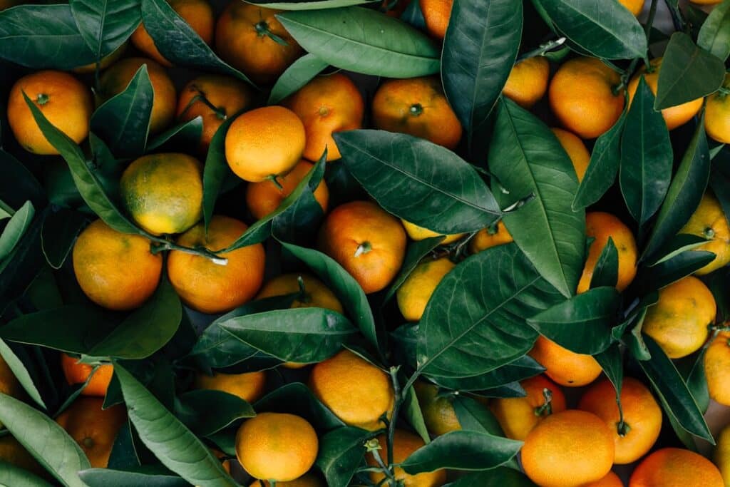 Photo Fresh fruits