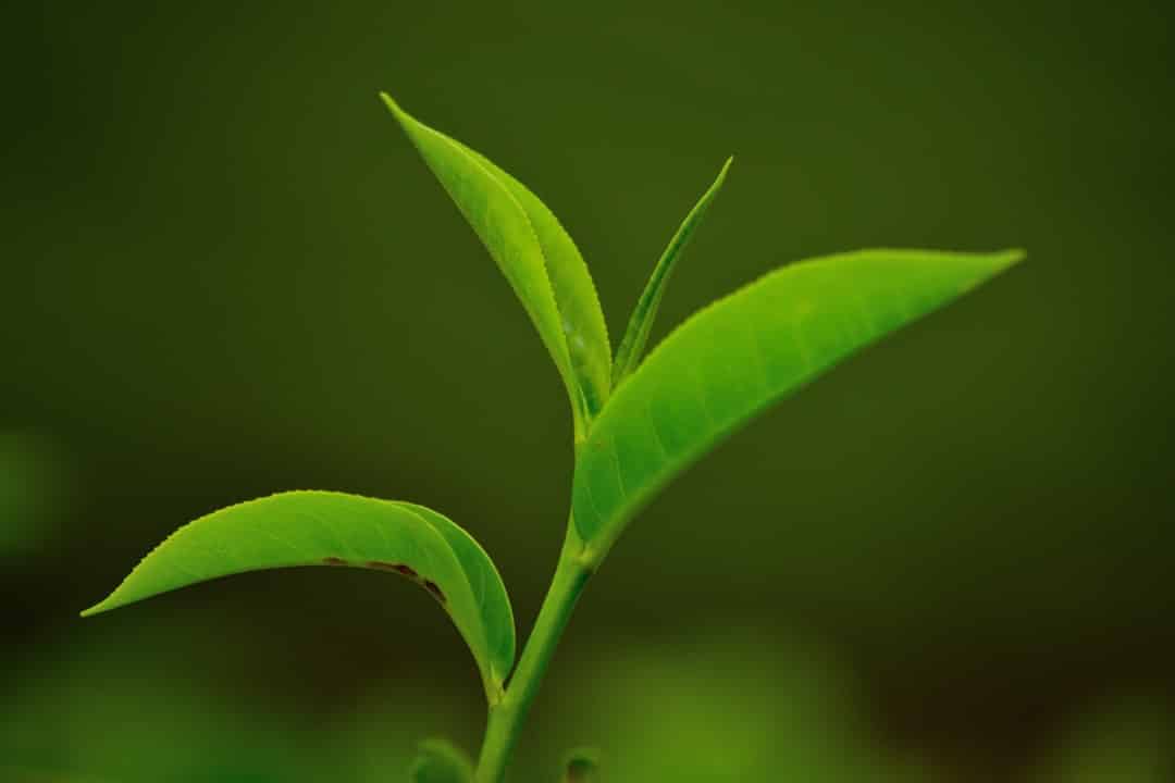 Photo Green tea