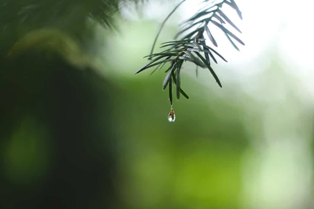 Photo IV Drip