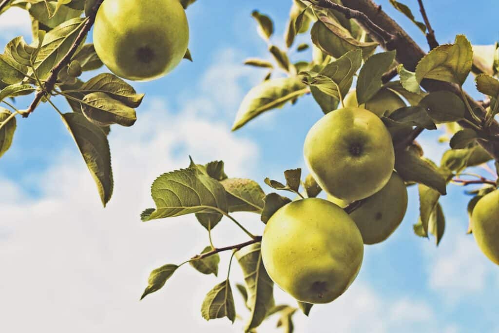 Photo Green apples