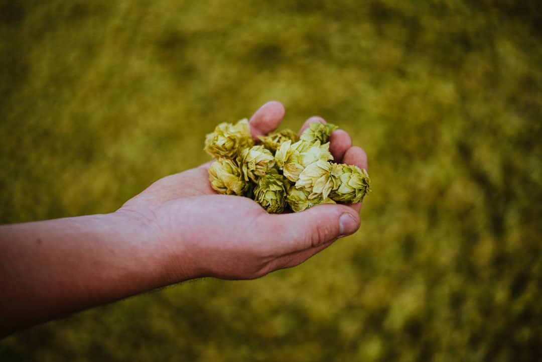 Photo Hops plant