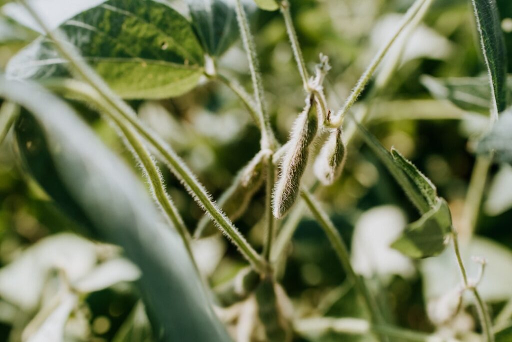 Photo Soybeans