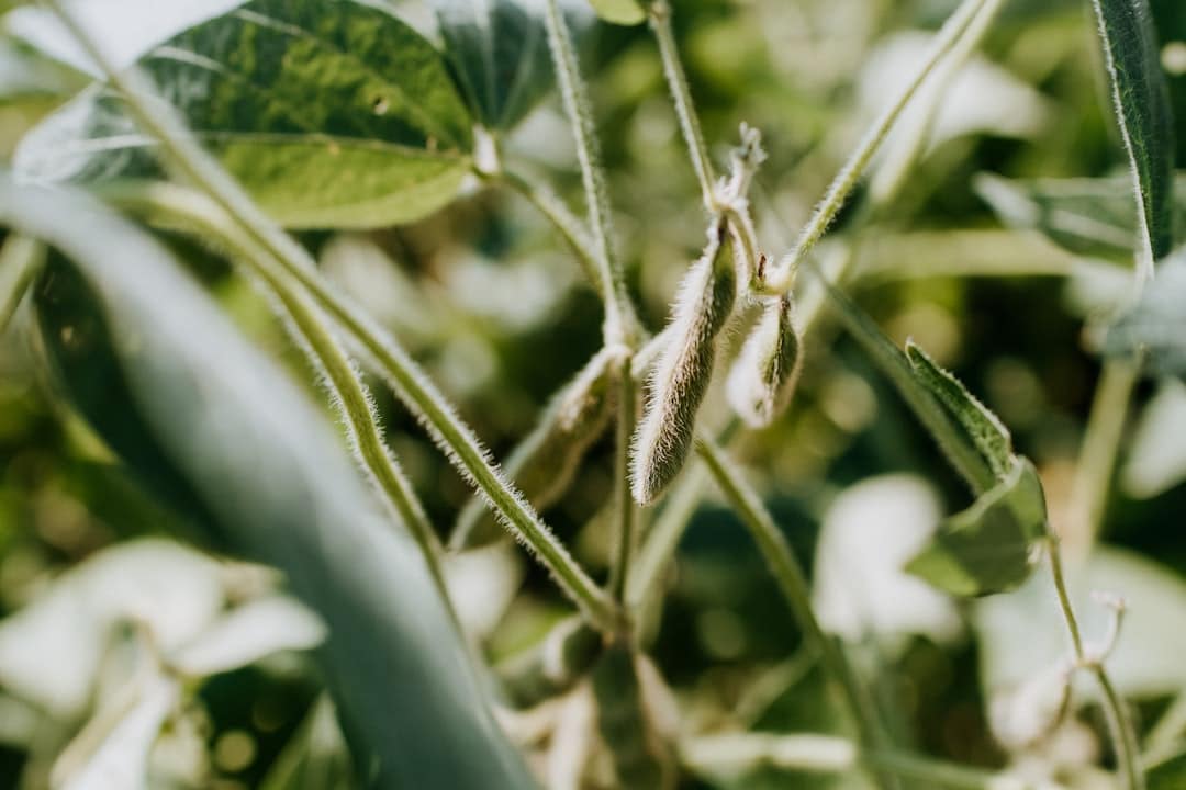 Photo Soybeans
