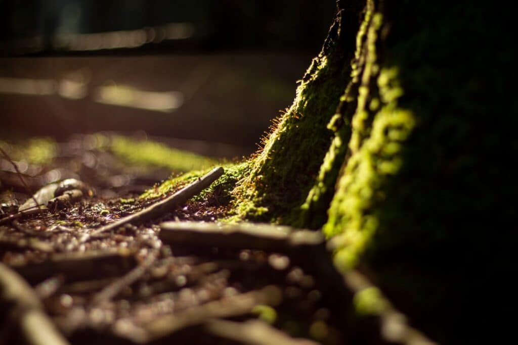 Photo Kava root