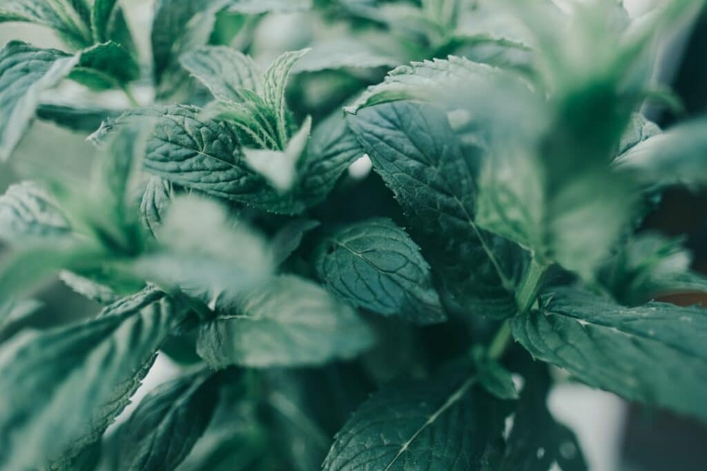 Photo Green tea leaves