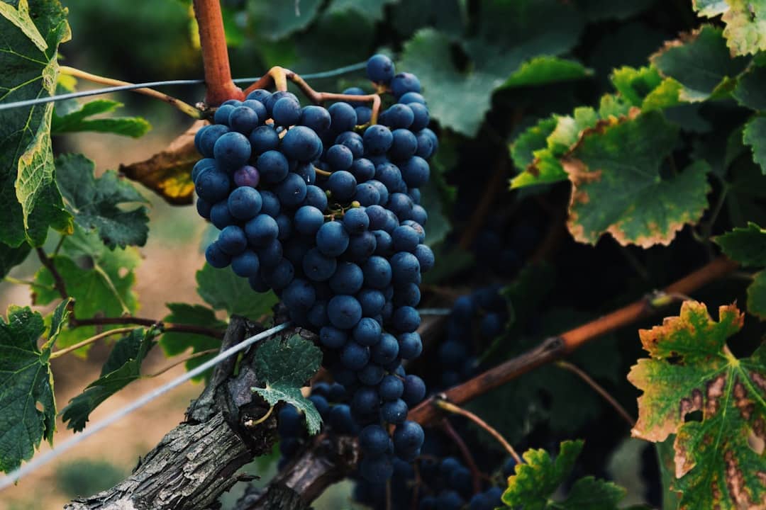 Photo Red grapes