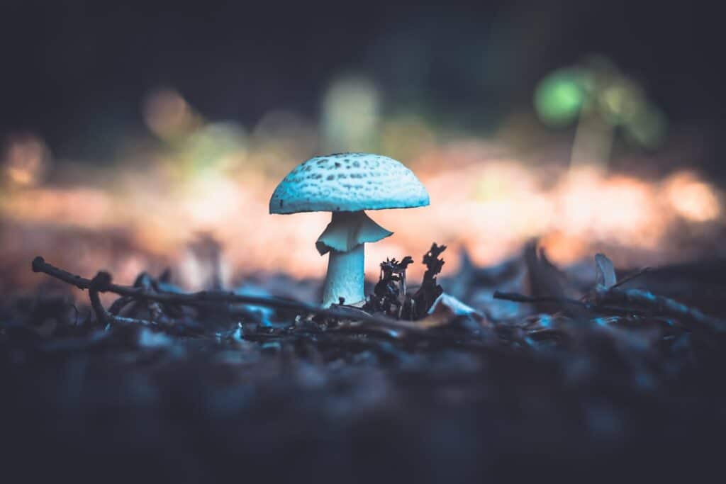 Photo Mushroom extract