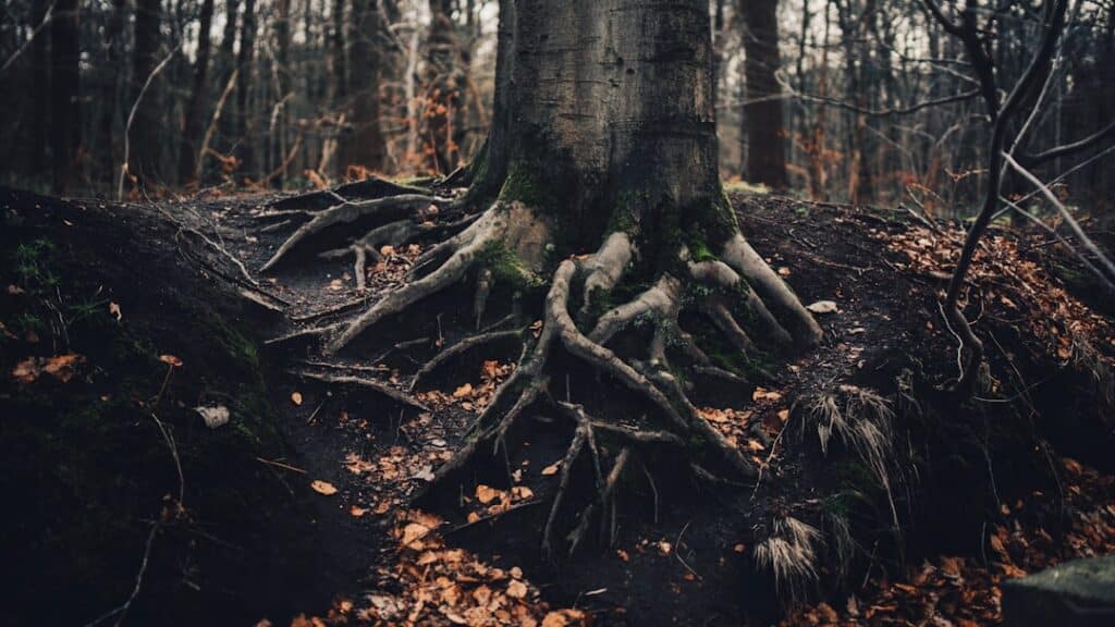 Photo Devils Claw Root