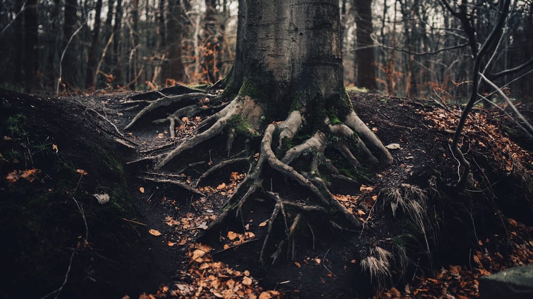 Photo Devils Claw Root