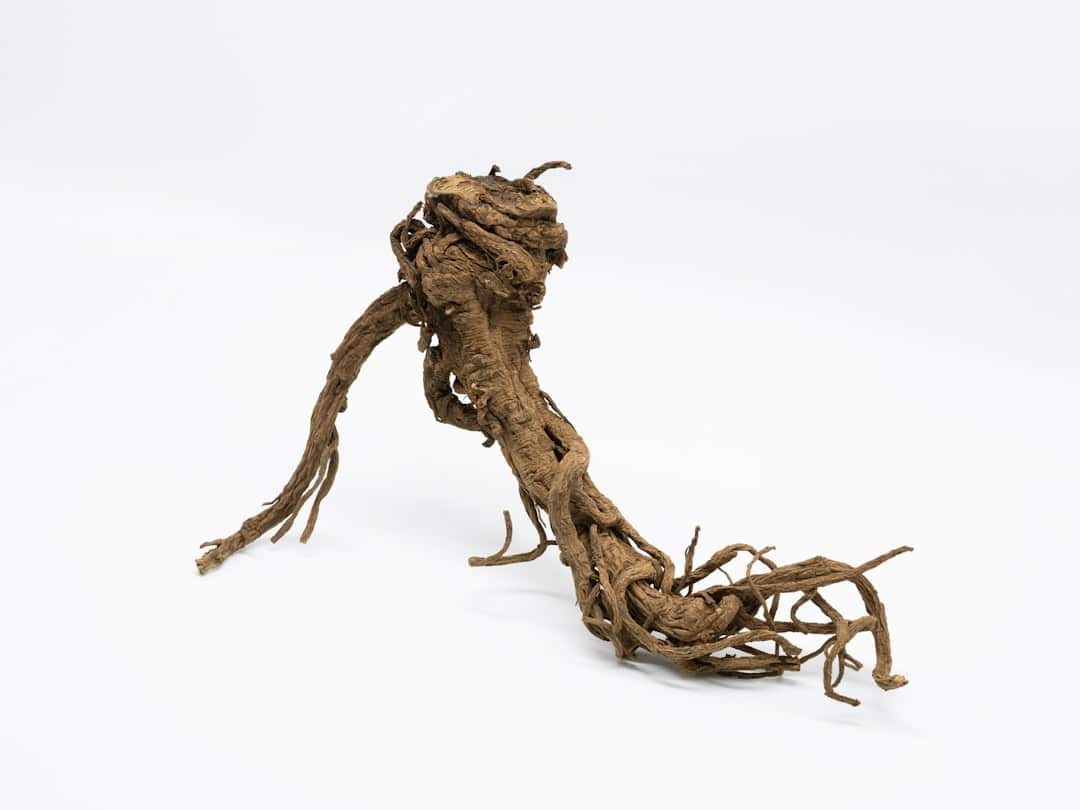 Photo Kava root