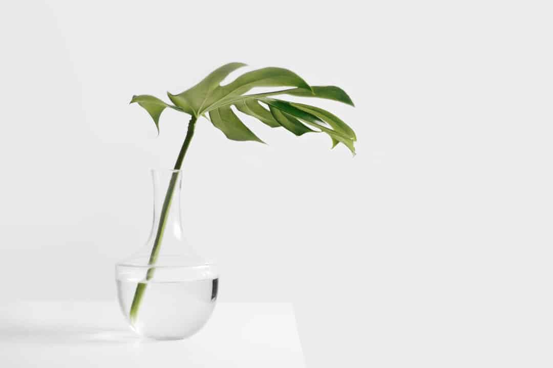 Photo Ginkgo Biloba Leaf