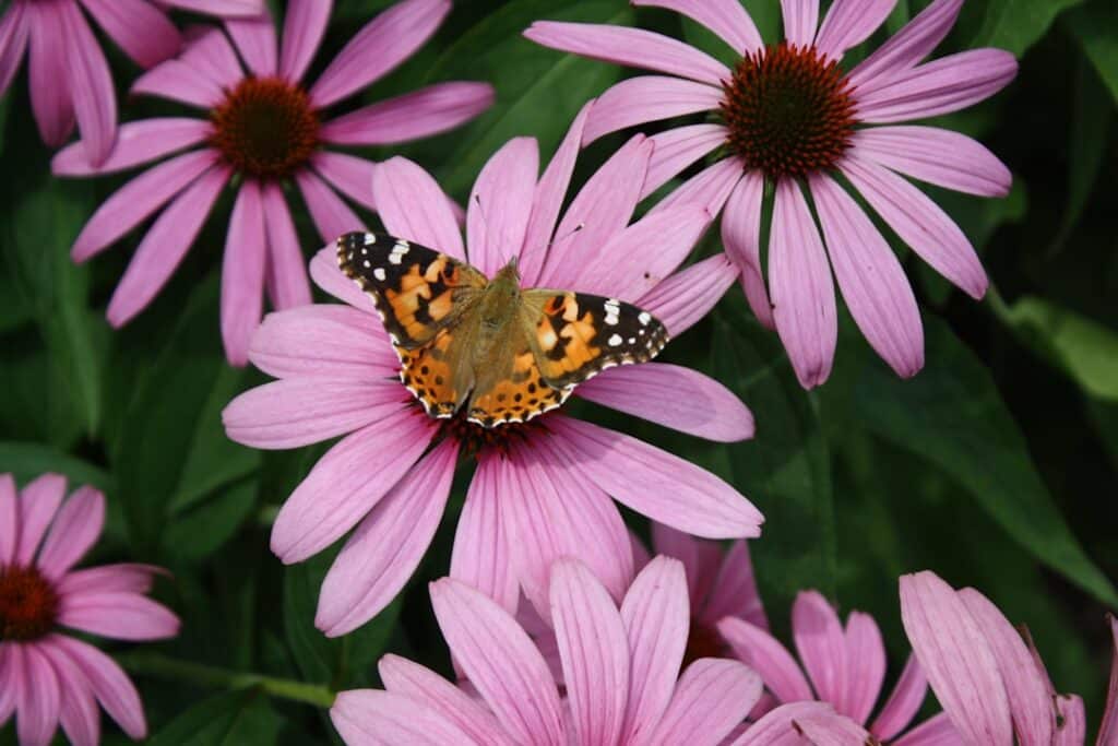 Photo Echinacea capsules