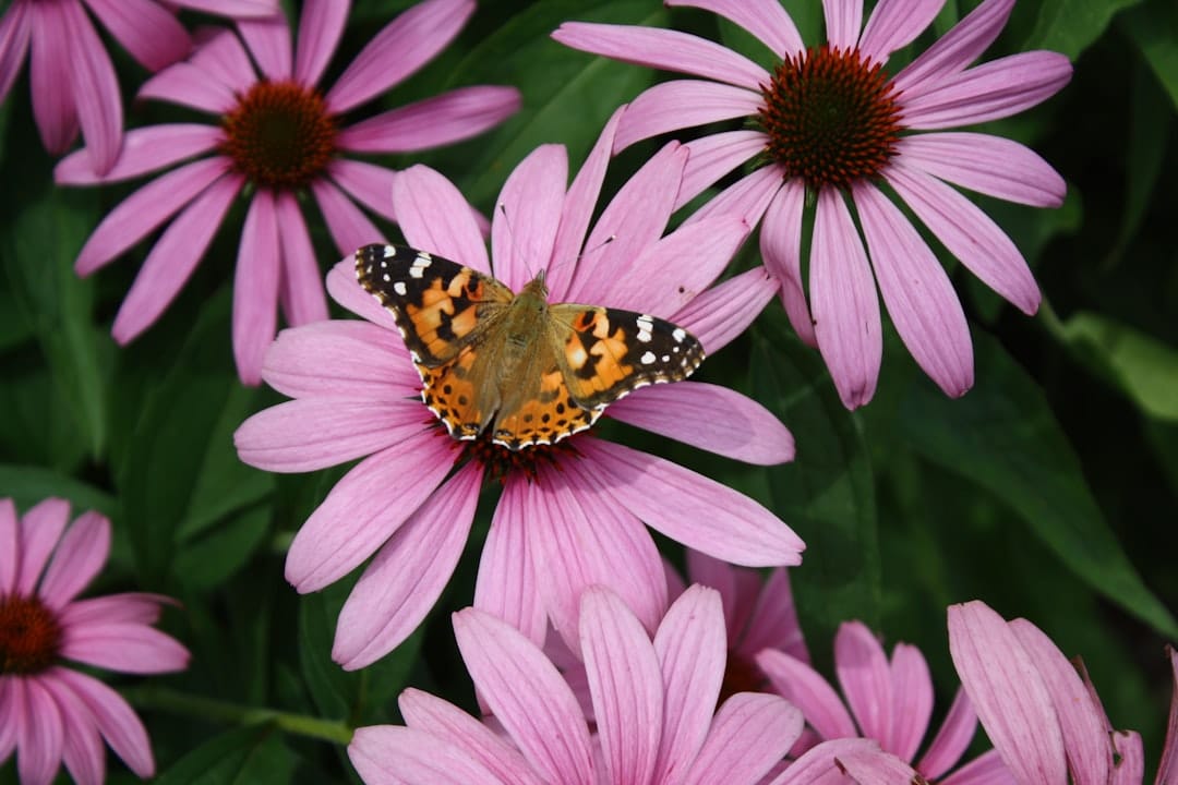 Photo Echinacea capsules