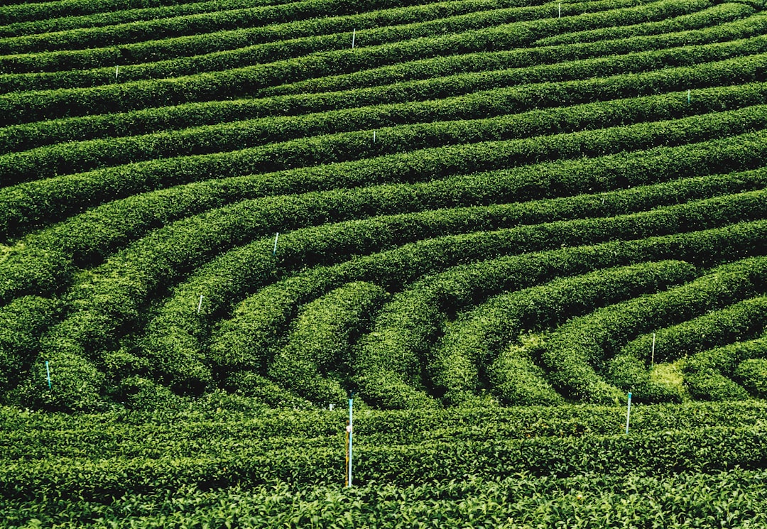 Photo Green tea