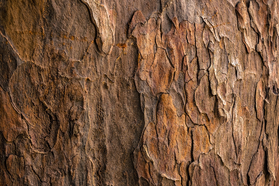 Photo Pine bark extract