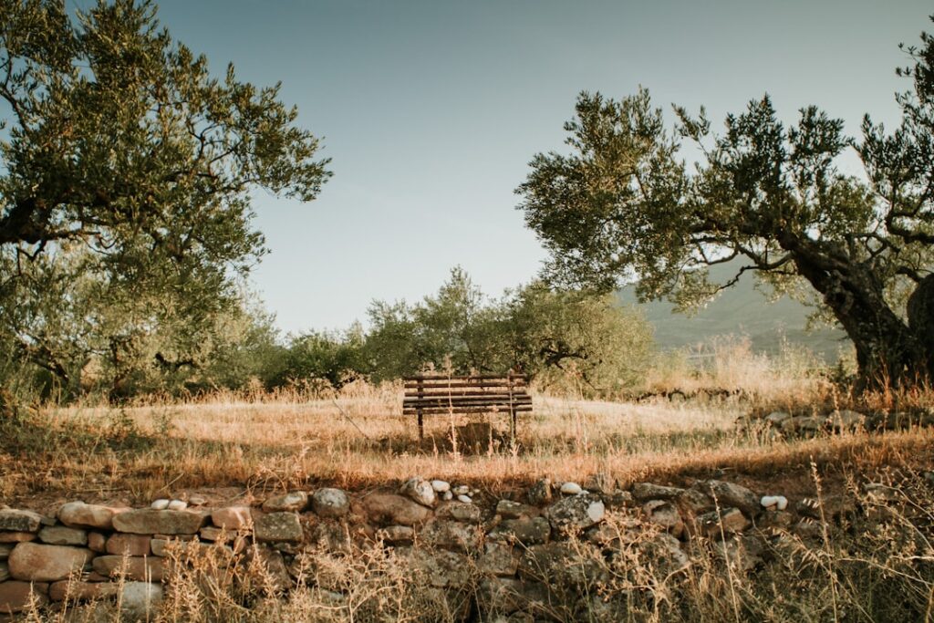 Photo Olive tree