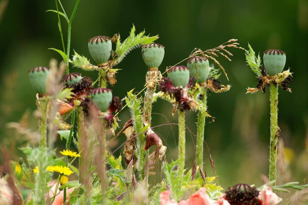 Photo Cordyceps capsules