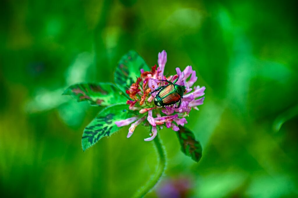 Photo Red Clover Blossoms