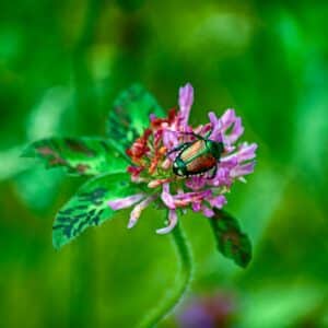 Photo Red Clover Blossoms