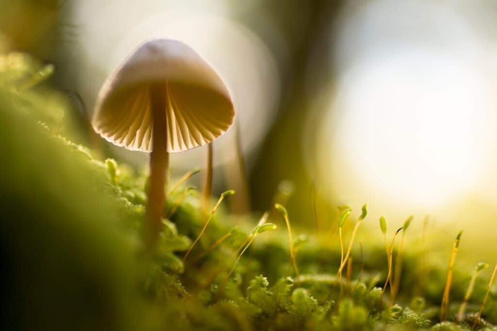 Photo Maitake mushroom