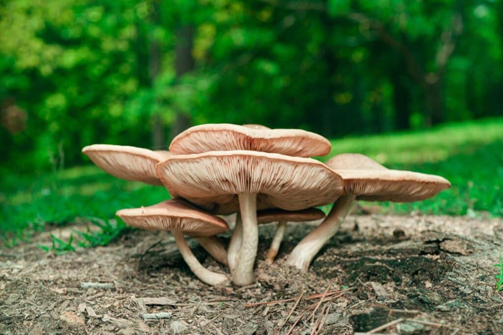 Photo Shiitake mushroom
