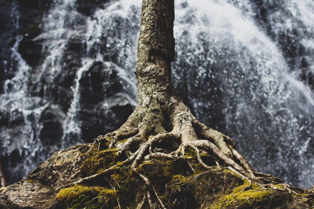 Photo Tongkat Ali root