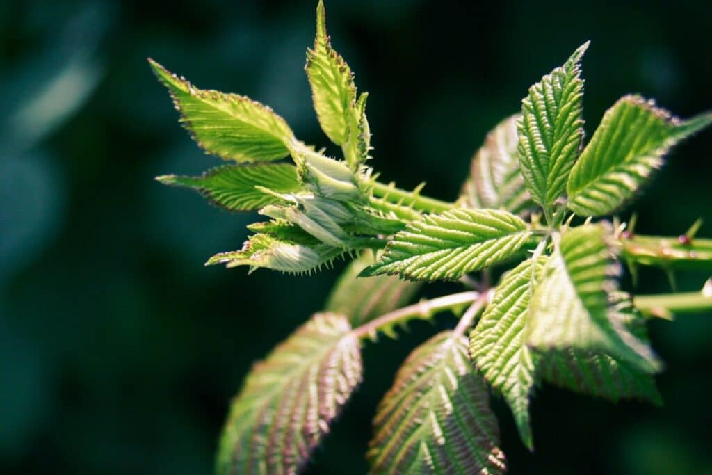 Photo Nettle leaf