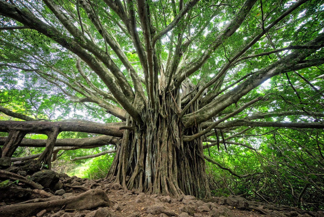 Photo Boswellia tree