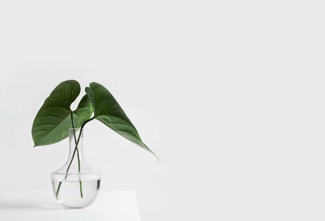 Photo Mucuna Pruriens plant