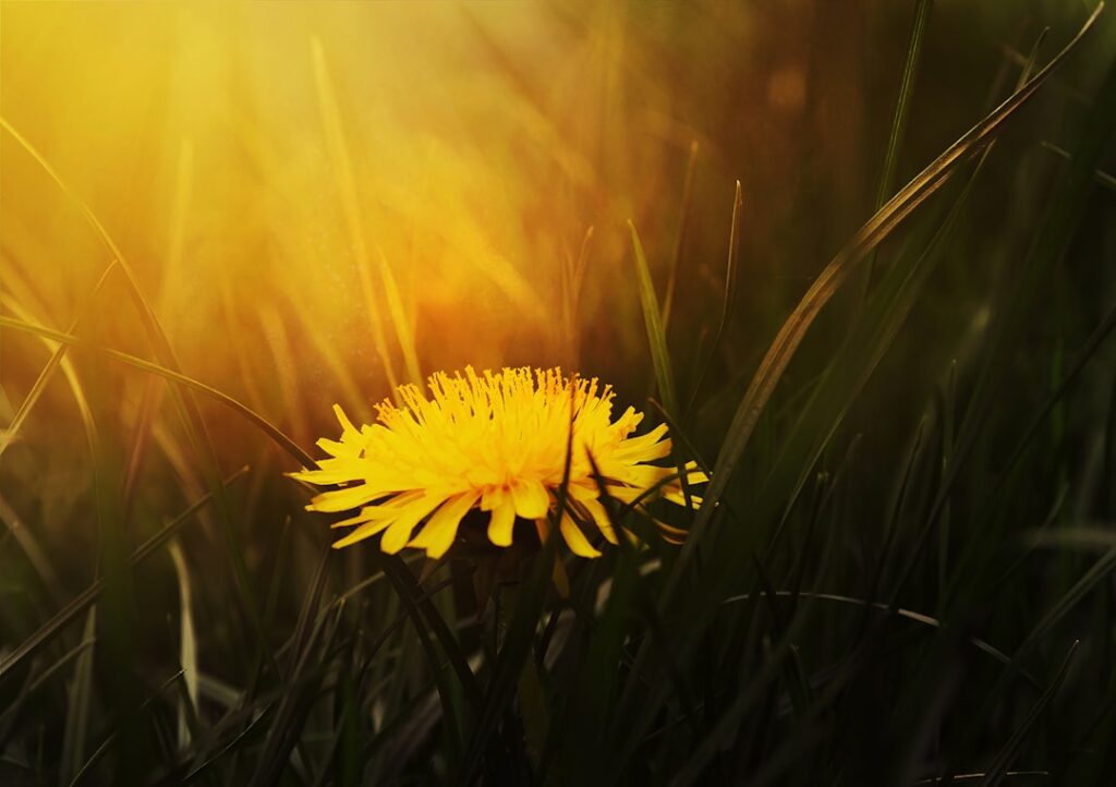 Photo Dandelion root powder