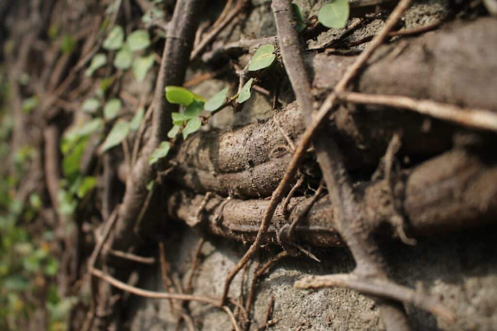 Photo Maca Root