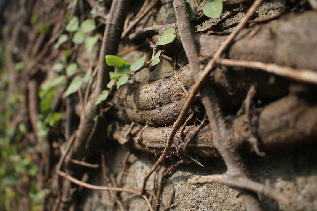 Photo Maca Root
