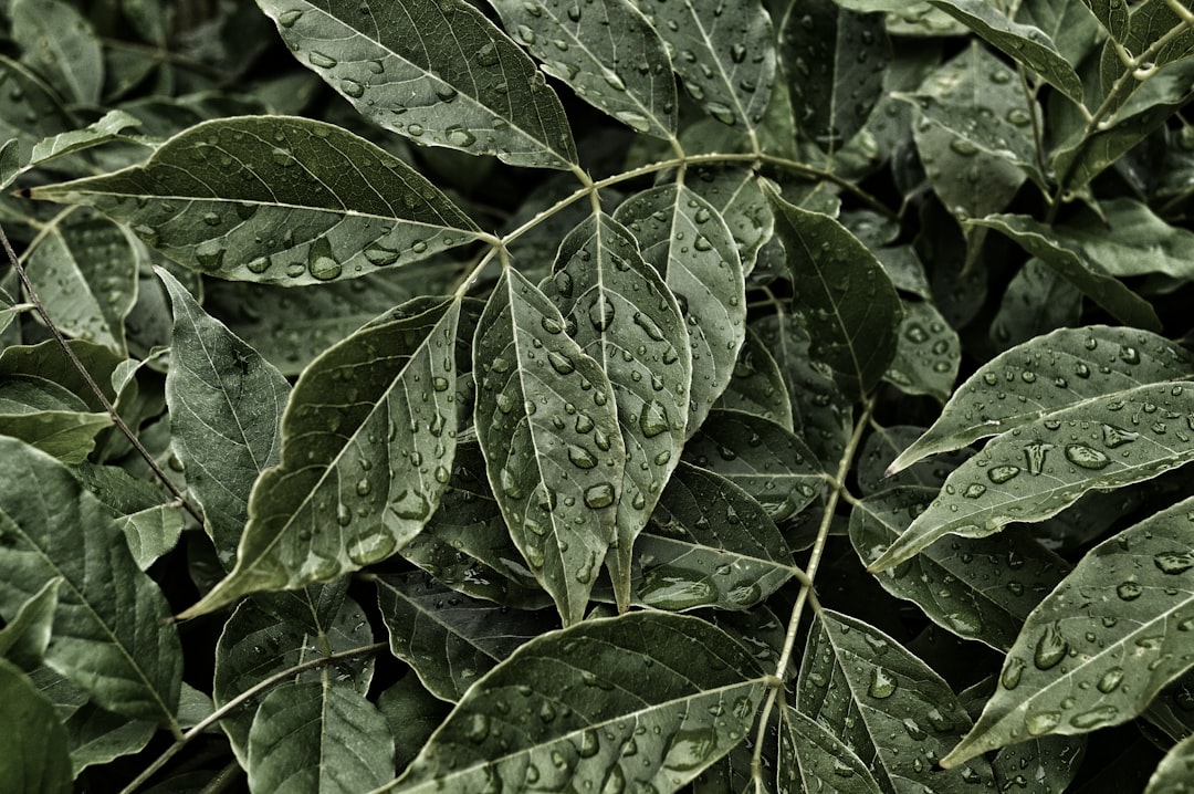 Photo Nettle leaf extract