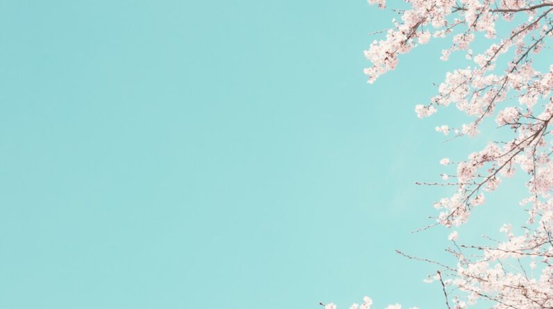 Photo Cherry Blossoms