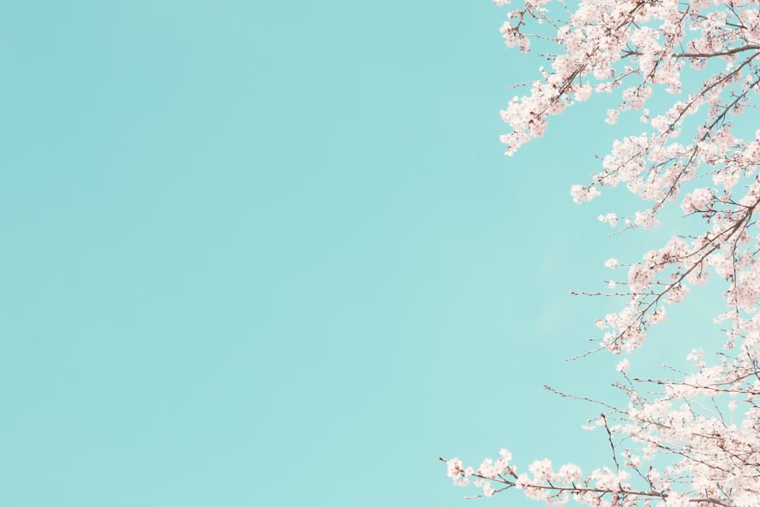 Photo Cherry Blossoms