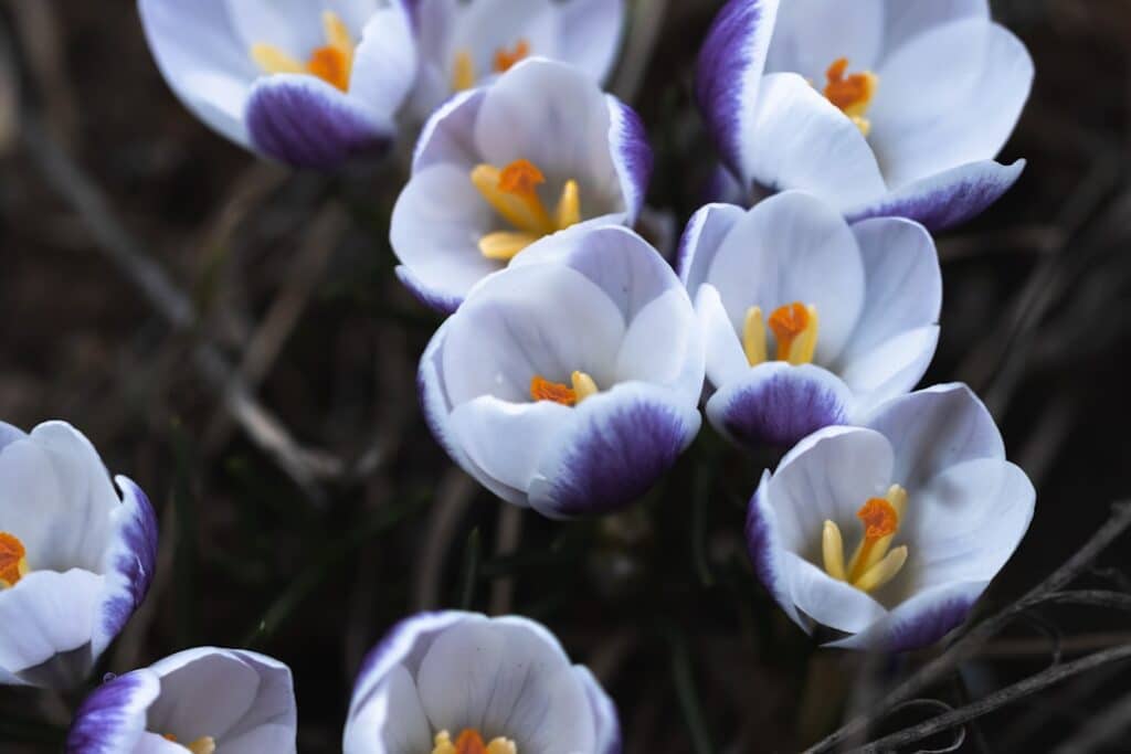 Photo Saffron flower