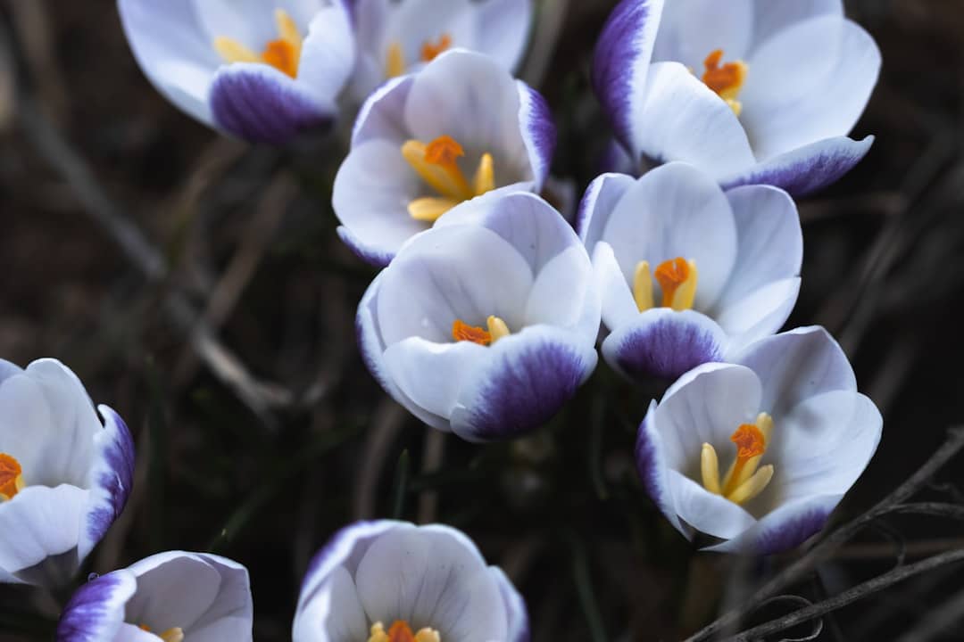 Photo Saffron flower