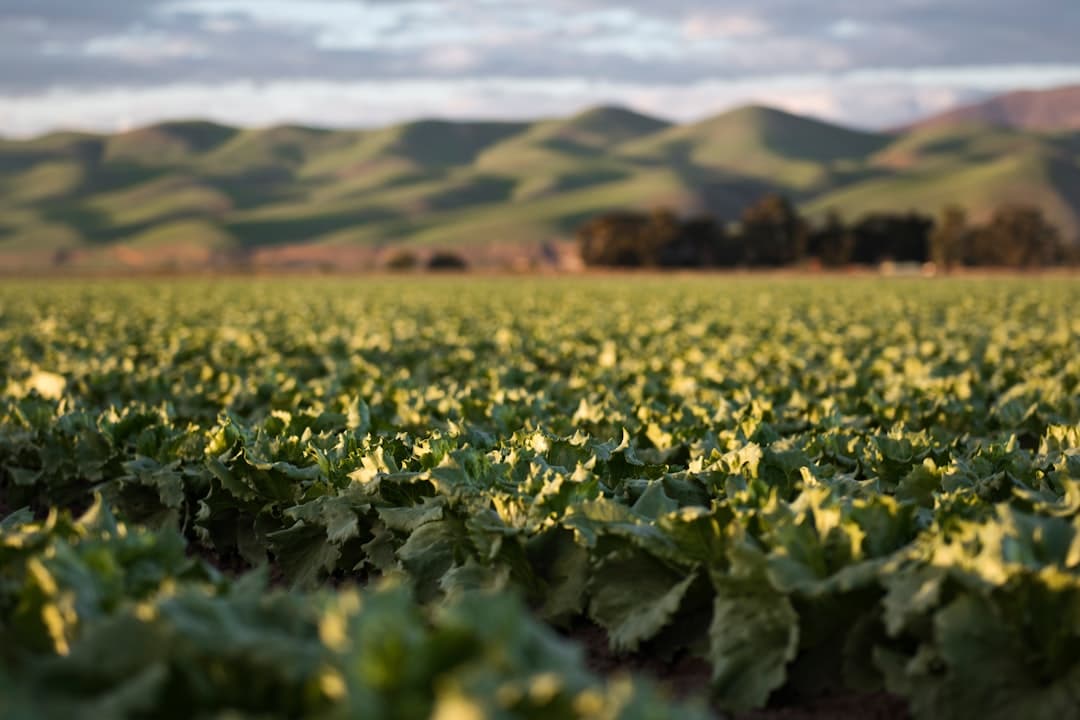 Photo Green leafy vegetables