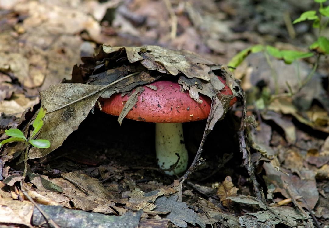 Photo Shiitake mushrooms