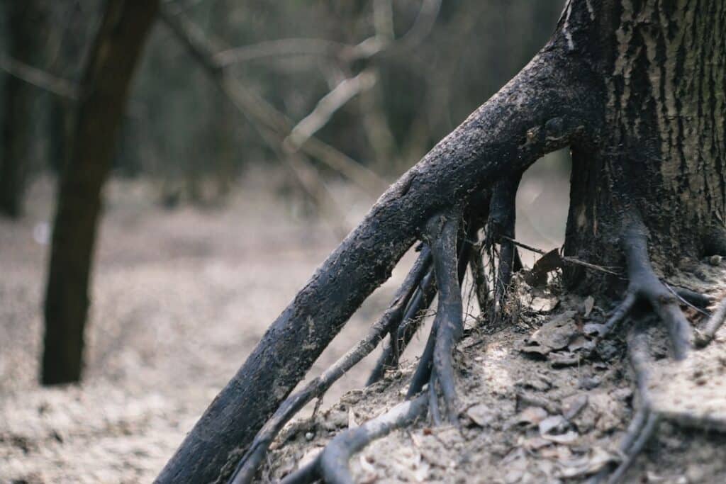 Photo Devils Claw Root
